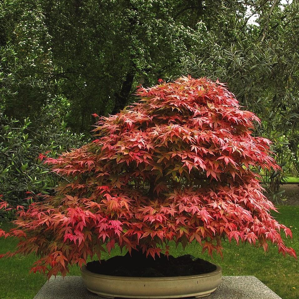Acer Palmatum 'mikawa Yatsubasa' - View 7 from www redcrocus com
