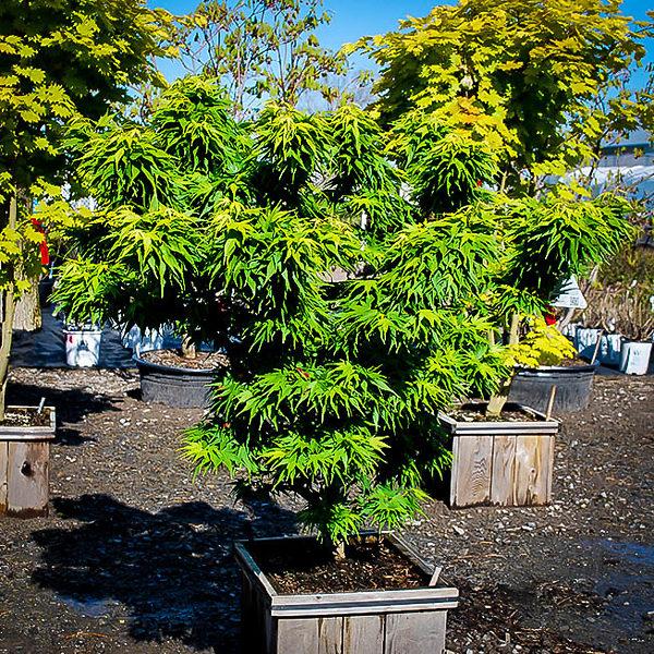 Acer Palmatum 'mikawa Yatsubasa' - View 8 from www redcrocus com