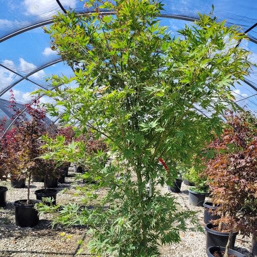 Acer Palmatum 'orange Flame' - View 10 from www redcrocus com