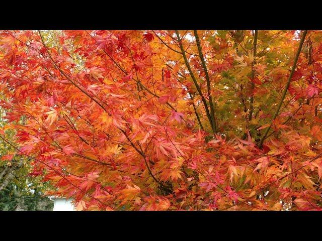 Acer Palmatum 'orange Flame' - View 11 from www redcrocus com