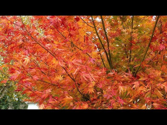 Acer Palmatum 'orange Flame' - View 11 from www redcrocus com