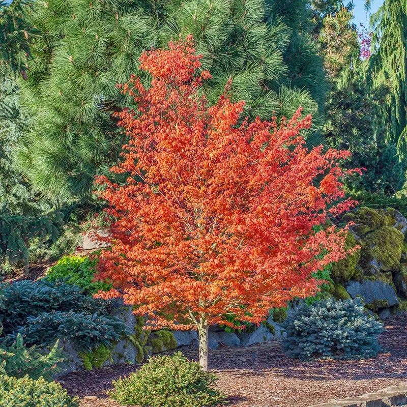 Acer Palmatum 'orange Flame' - View 14 from www redcrocus com