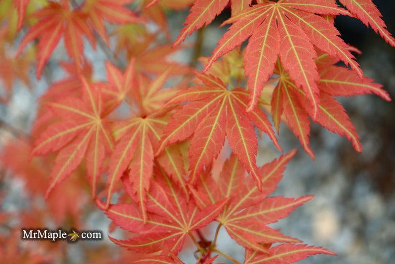 Acer Palmatum 'orange Flame' - View 15 from www redcrocus com