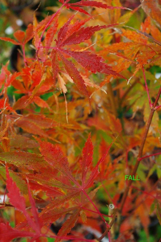Acer Palmatum 'orange Flame' - View 16 from www redcrocus com