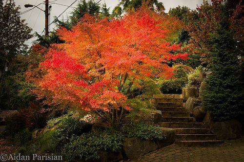 Acer Palmatum 'orange Flame' - View 17 from www redcrocus com