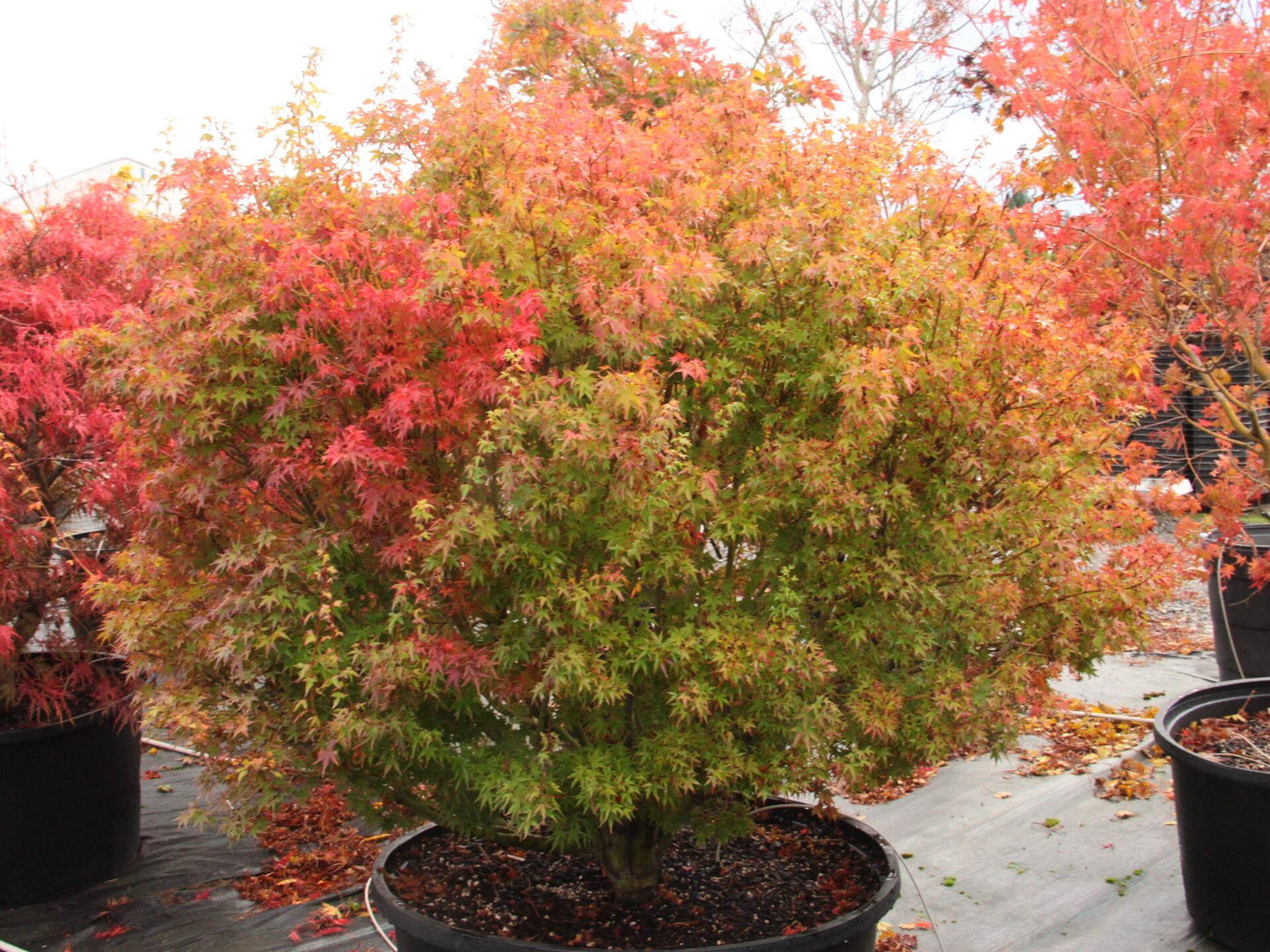 Acer Palmatum 'orange Flame' - View 19 from www redcrocus com