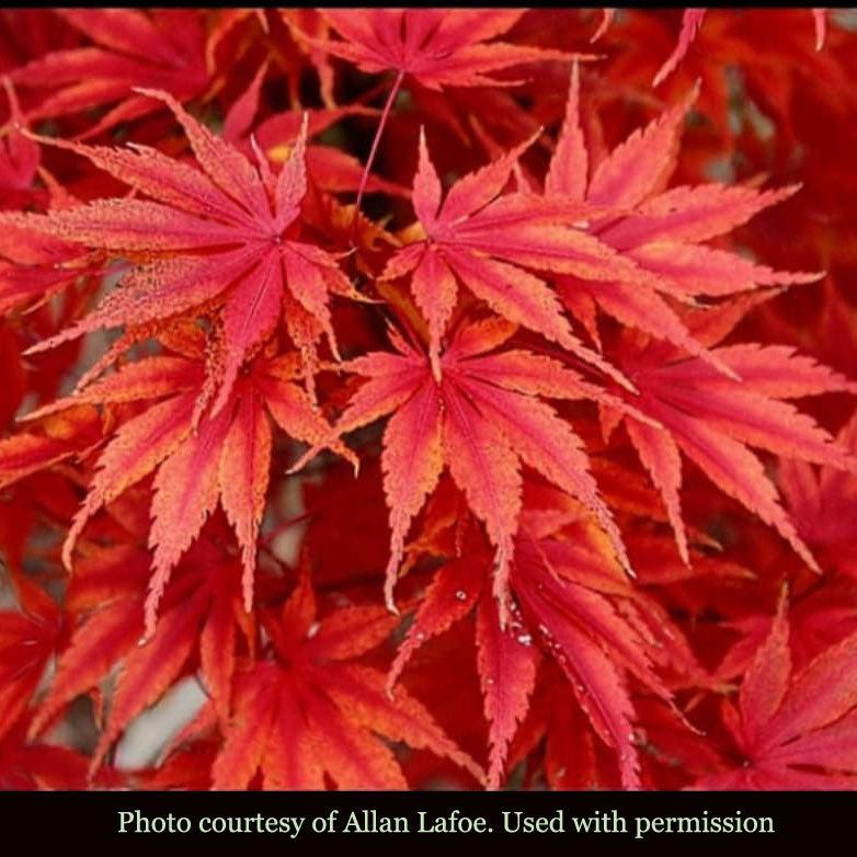 Acer Palmatum 'orange Flame' - View 20 from www redcrocus com