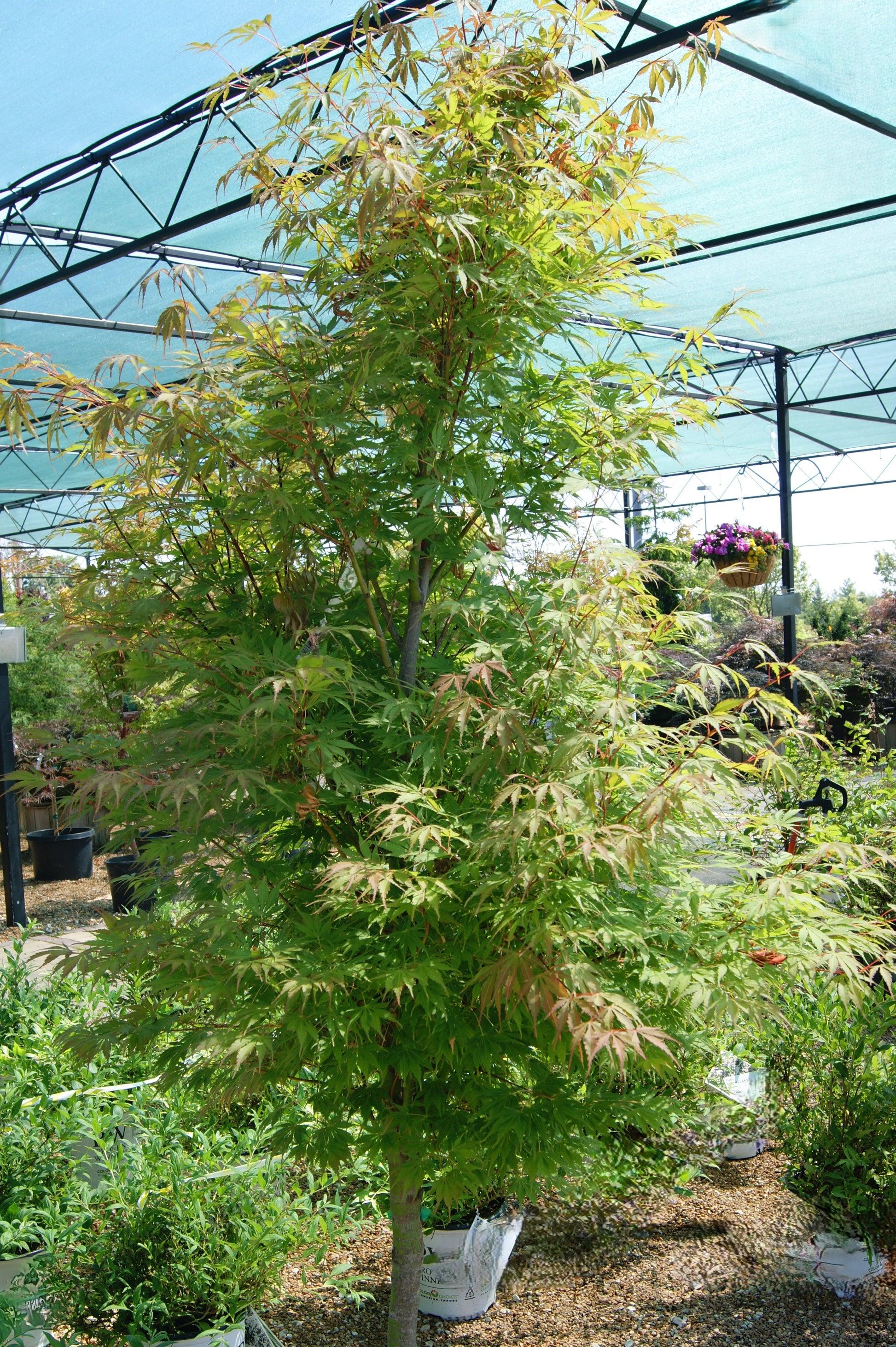 Acer Palmatum 'orange Flame' - View 21 from www redcrocus com