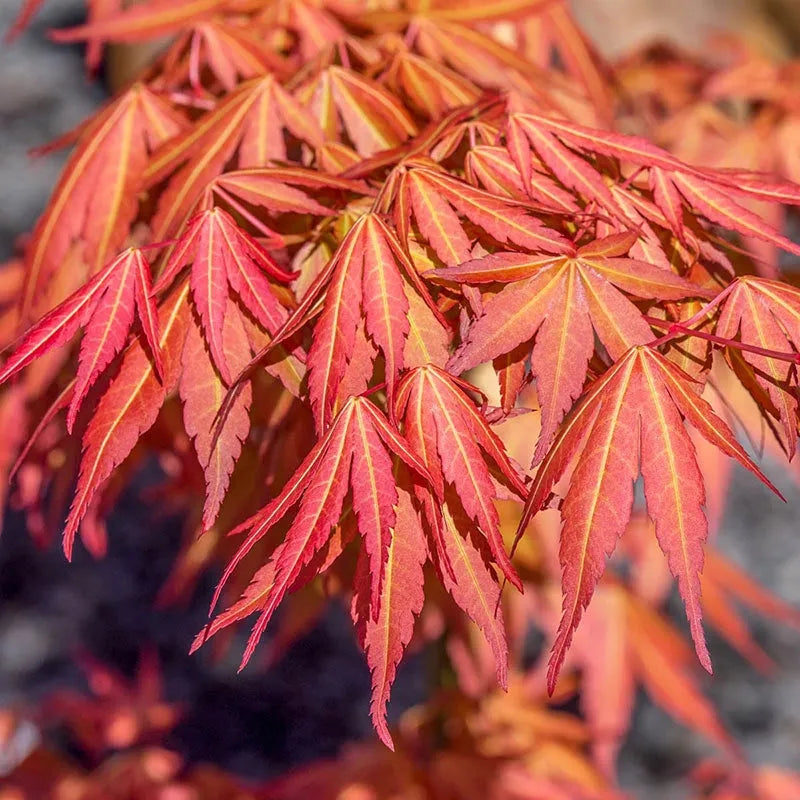 Acer Palmatum 'orange Flame' - View 23 from www redcrocus com