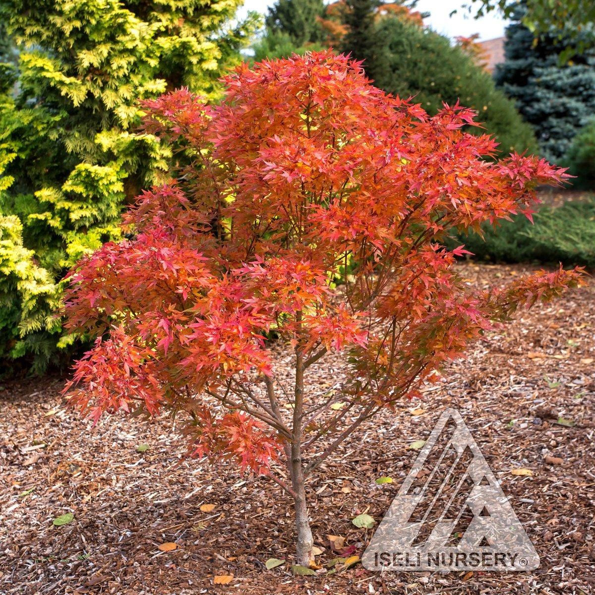 Acer Palmatum 'orange Flame' - View 24 from www redcrocus com