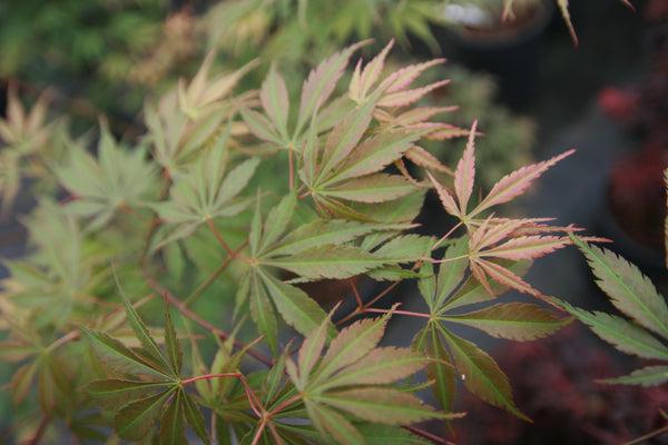 Acer Palmatum 'orange Flame' - View 25 from www redcrocus com