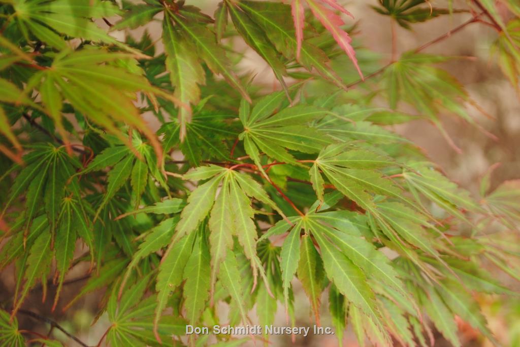 Acer Palmatum 'orange Flame' - View 28 from www redcrocus com
