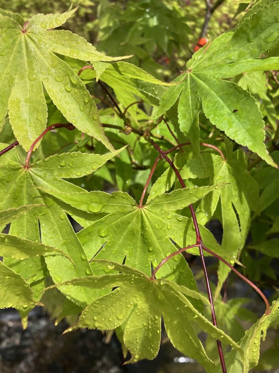 Acer Palmatum 'orange Flame' - View 31 from www redcrocus com