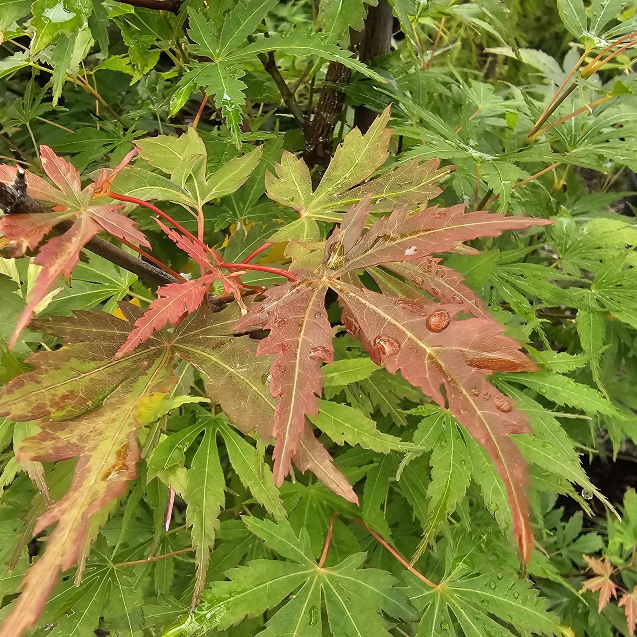 Acer Palmatum 'orange Flame' - View 32 from www redcrocus com