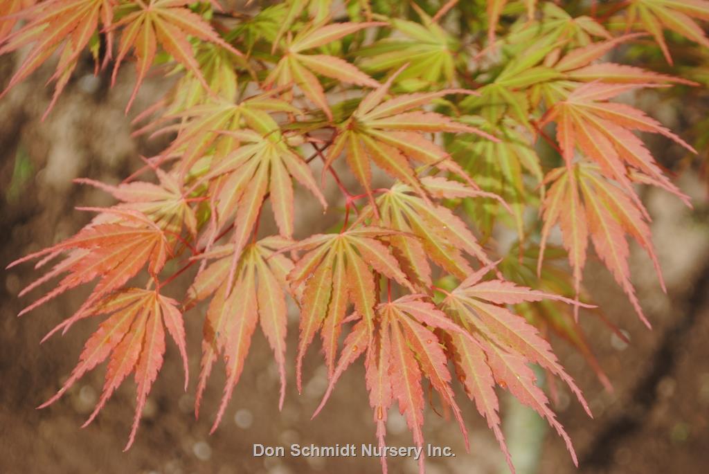 Acer Palmatum 'orange Flame' - View 34 from www redcrocus com