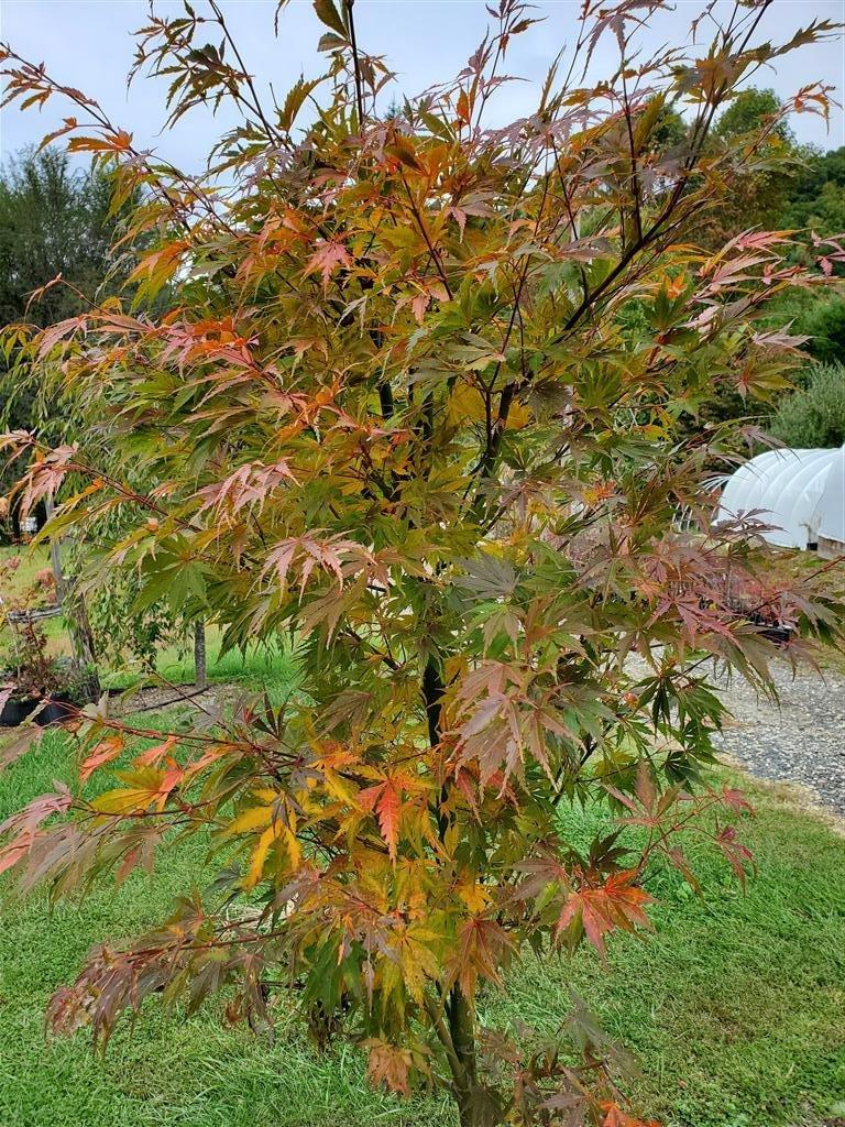 Acer Palmatum 'orange Flame' - View 35 from www redcrocus com