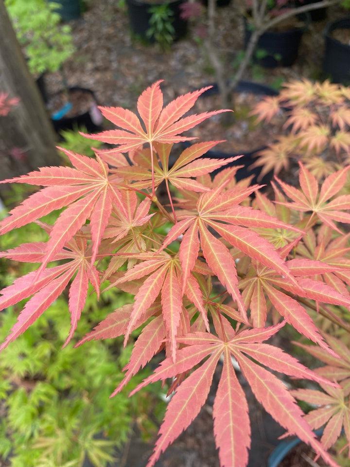 Acer Palmatum 'orange Flame' - View 36 from www redcrocus com