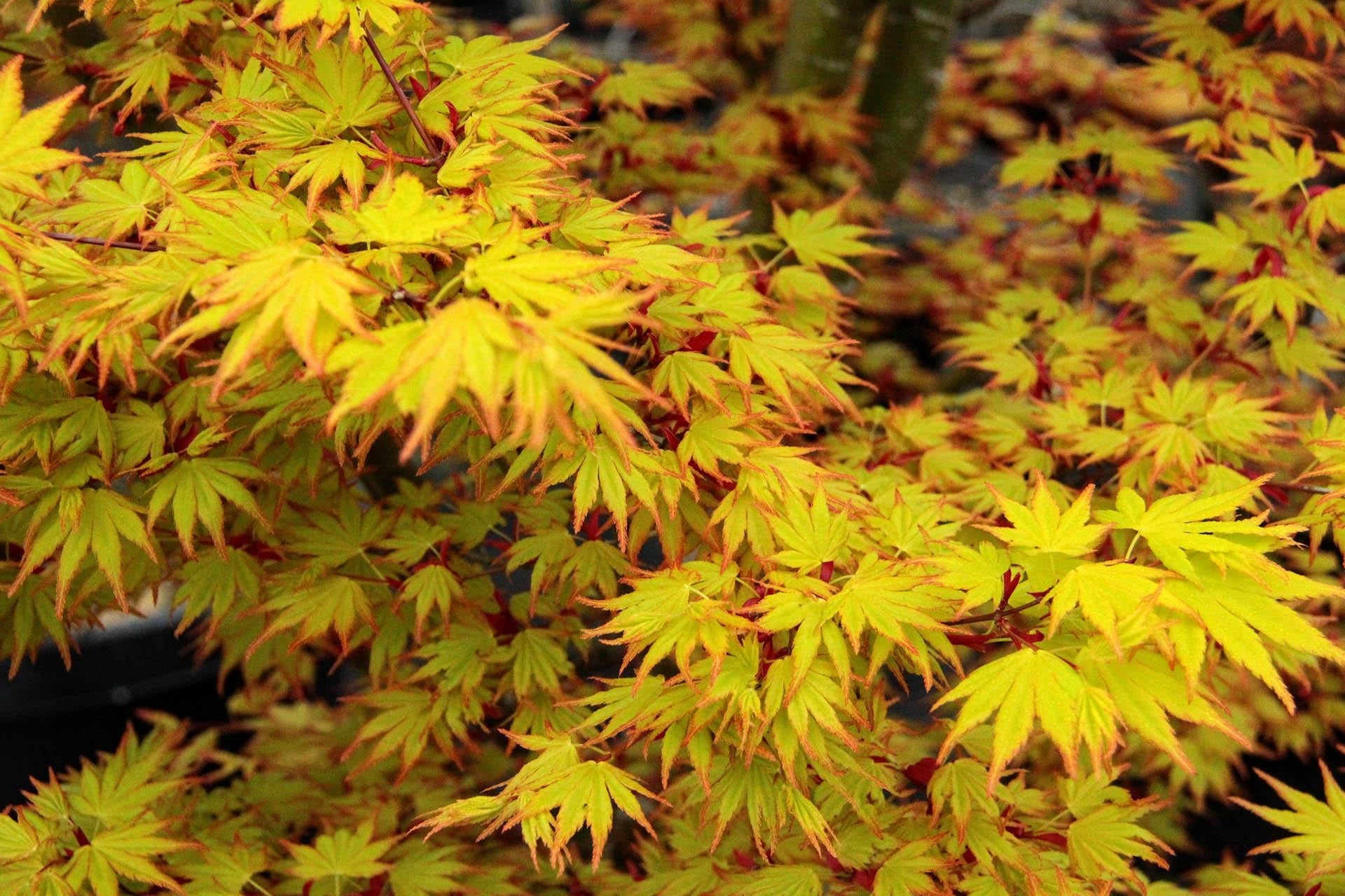 Acer Palmatum 'orange Flame' - View 37 from www redcrocus com