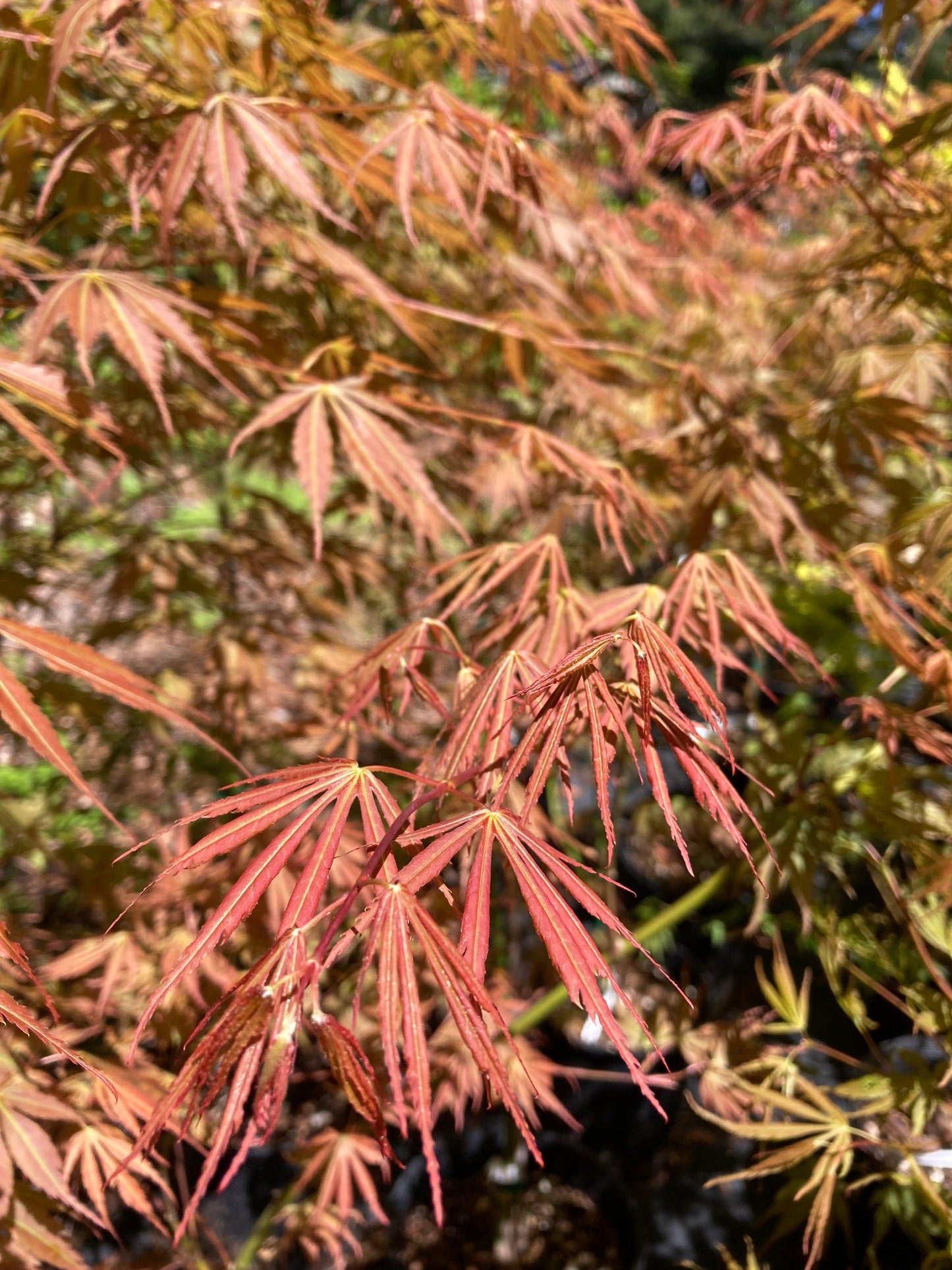 Acer Palmatum 'orange Flame' - View 38 from www redcrocus com