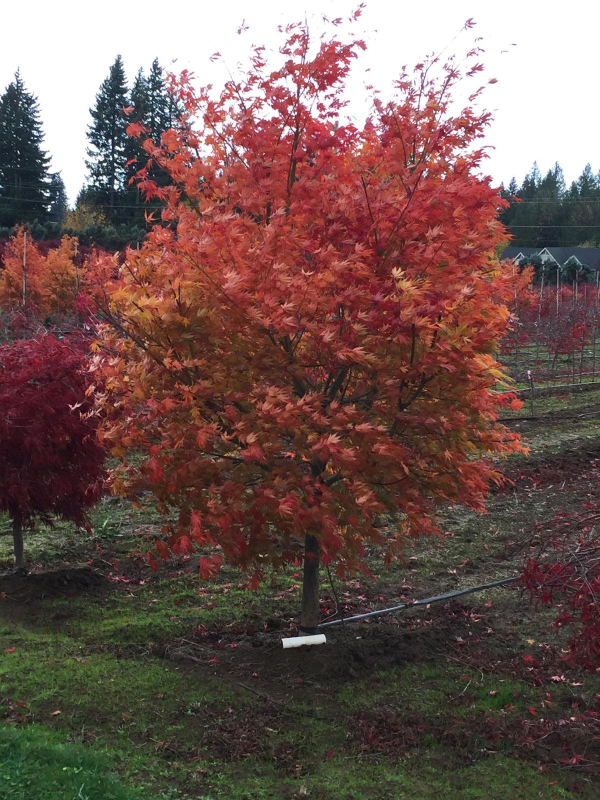 Acer Palmatum 'orange Flame' - View 3 from www redcrocus com