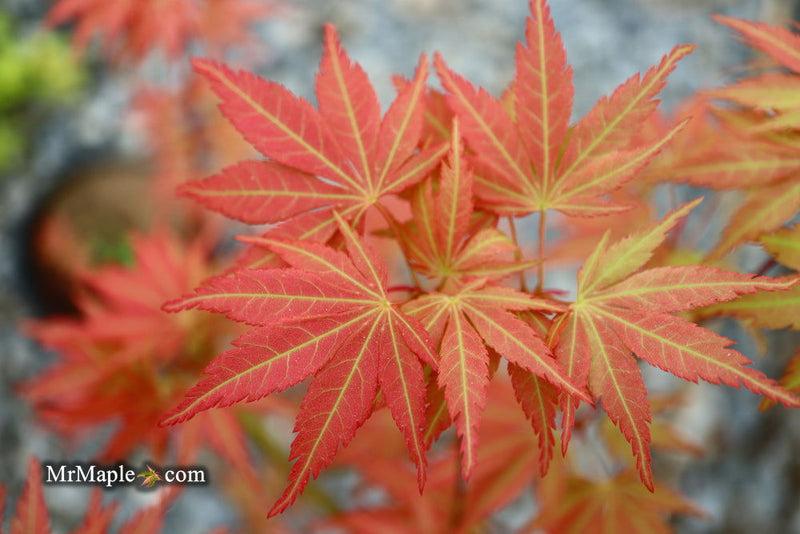 Acer Palmatum 'orange Flame' - View 5 from www redcrocus com