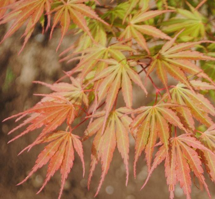 Acer Palmatum 'orange Flame' - View 7 from www redcrocus com