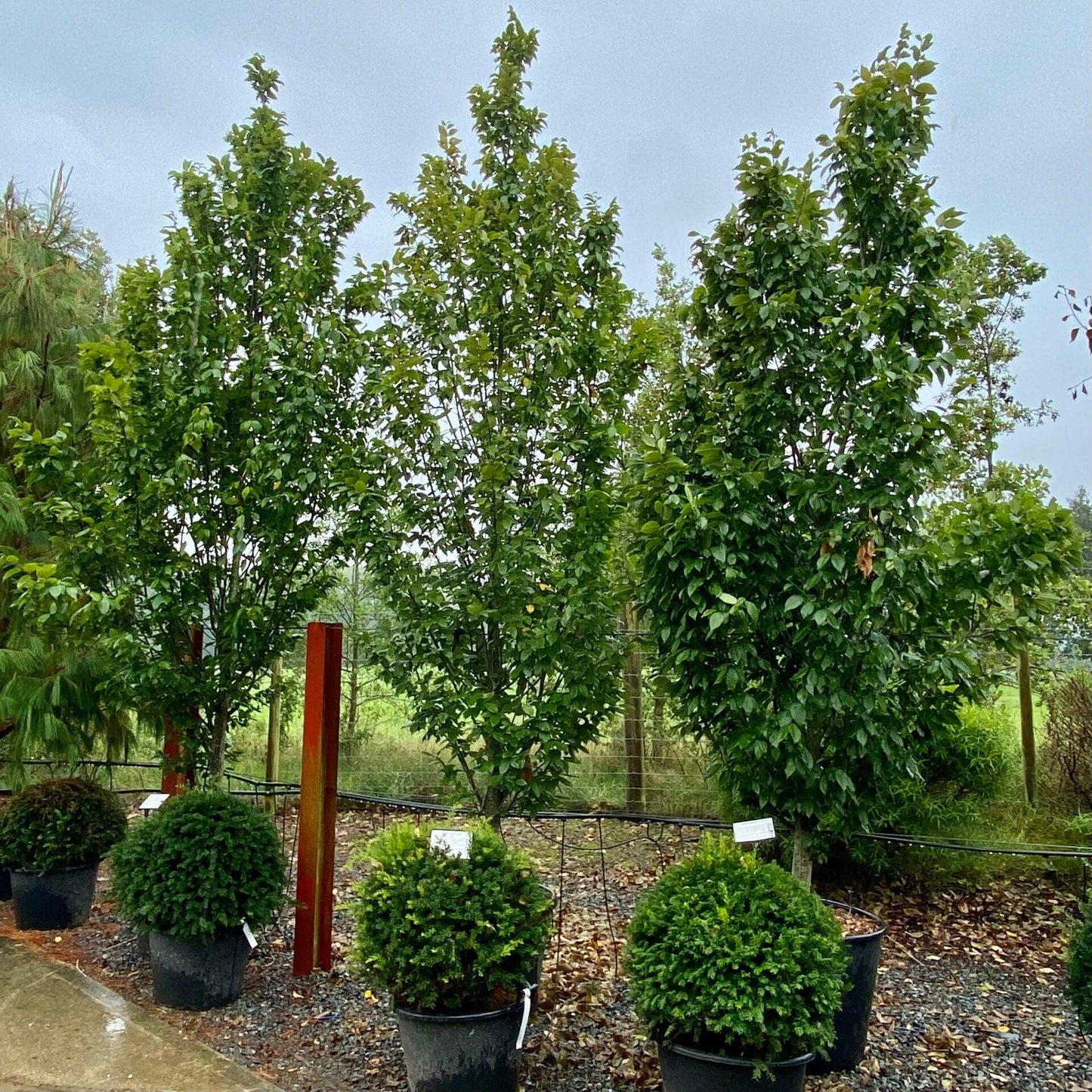 Carpinus Betulus 'lucas' Low Branch - View 10 from www redcrocus com