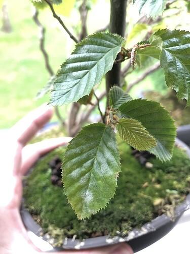 Carpinus Betulus 'lucas' Low Branch - View 11 from www redcrocus com