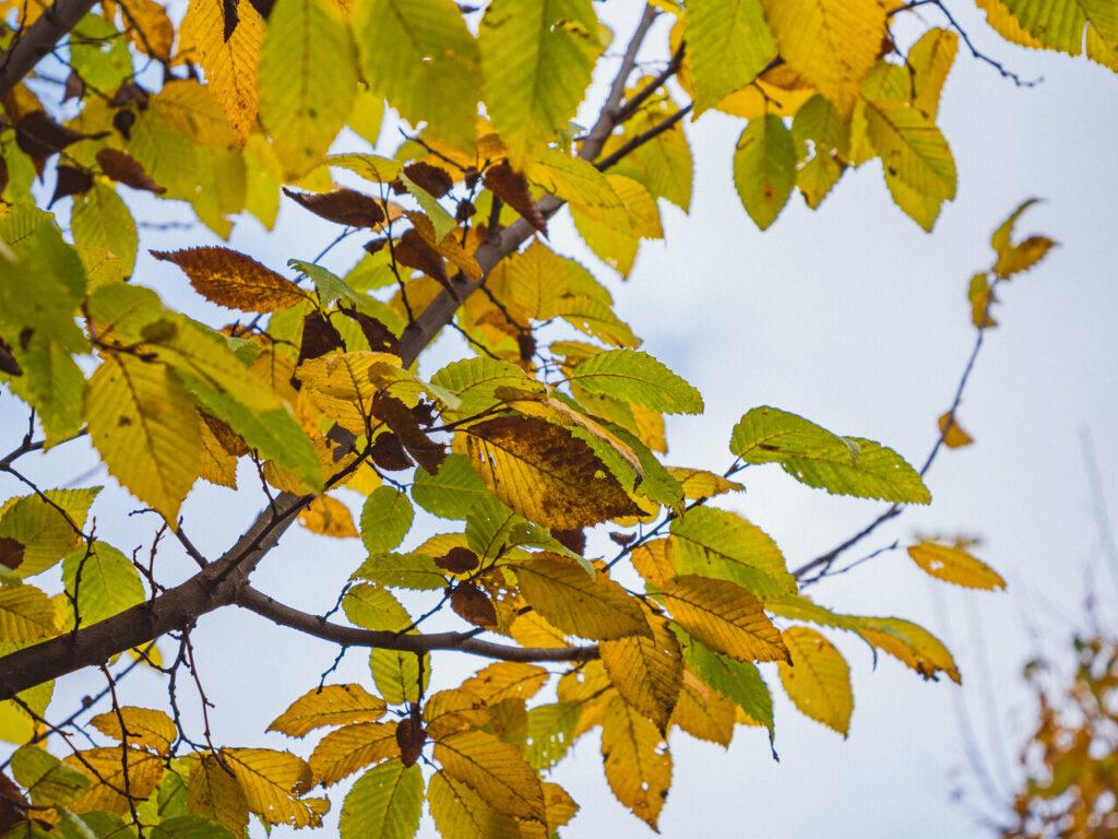 Carpinus Betulus 'lucas' Low Branch - View 12 from www redcrocus com