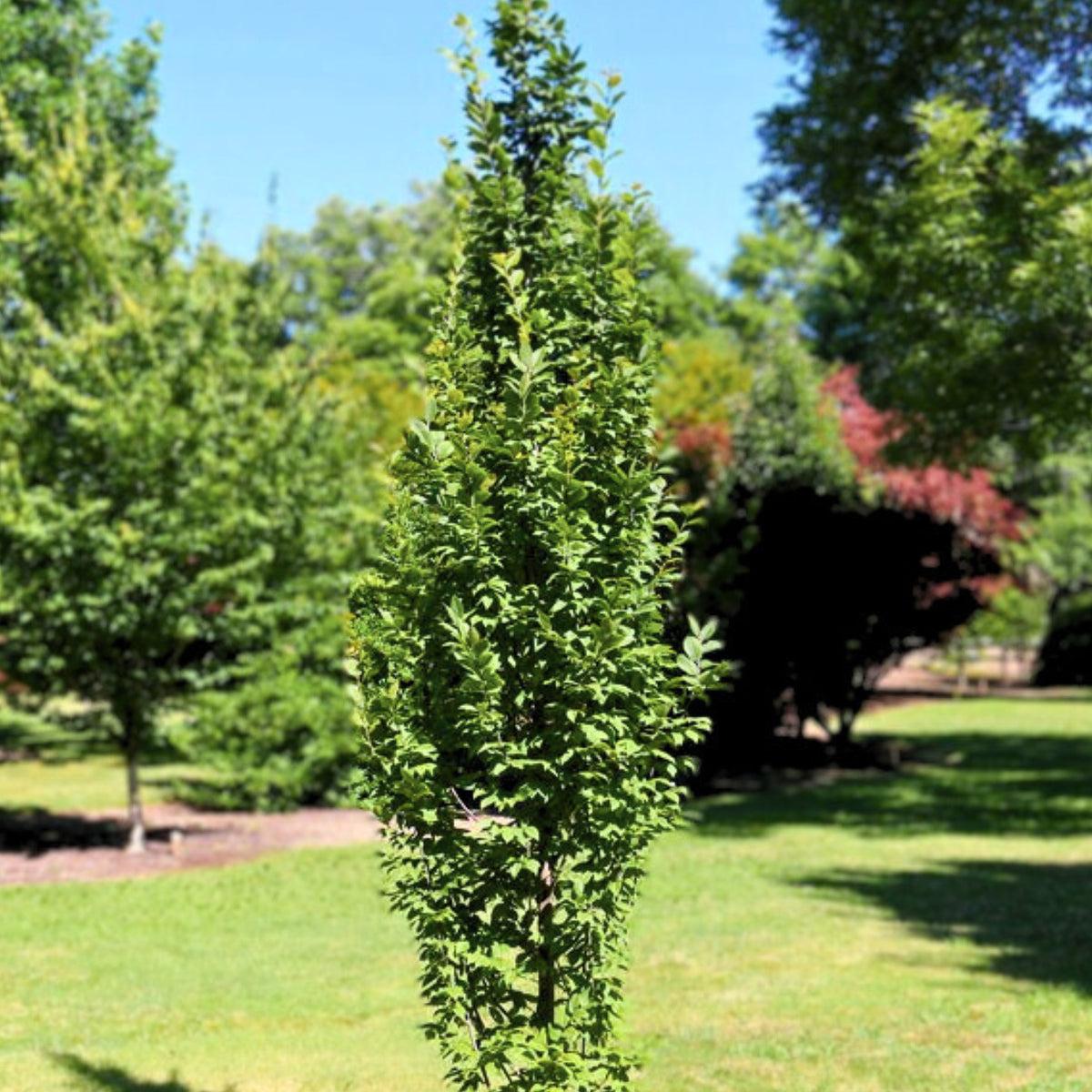 Carpinus Betulus 'lucas' Low Branch - View 13 from www redcrocus com