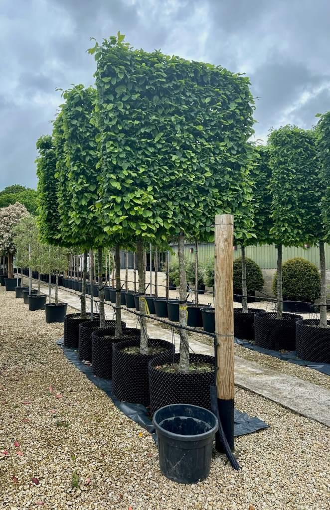 Carpinus Betulus 'lucas' Low Branch - View 14 from www redcrocus com