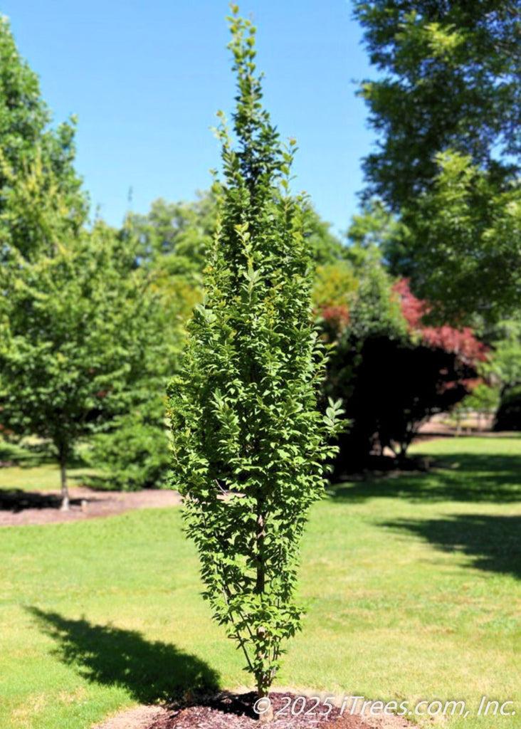 Carpinus Betulus 'lucas' Low Branch - View 15 from www redcrocus com