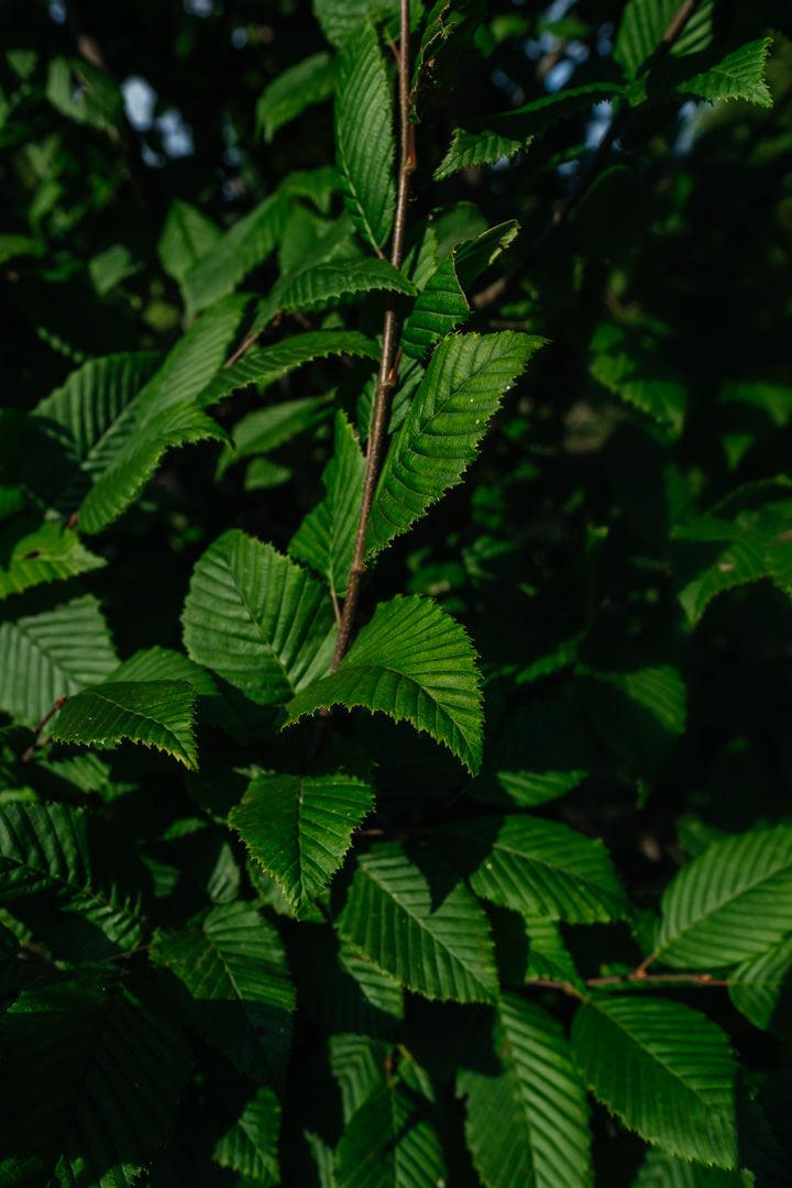 Carpinus Betulus 'lucas' Low Branch - View 16 from www redcrocus com