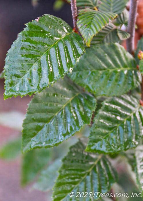 Carpinus Betulus 'lucas' Low Branch - View 17 from www redcrocus com