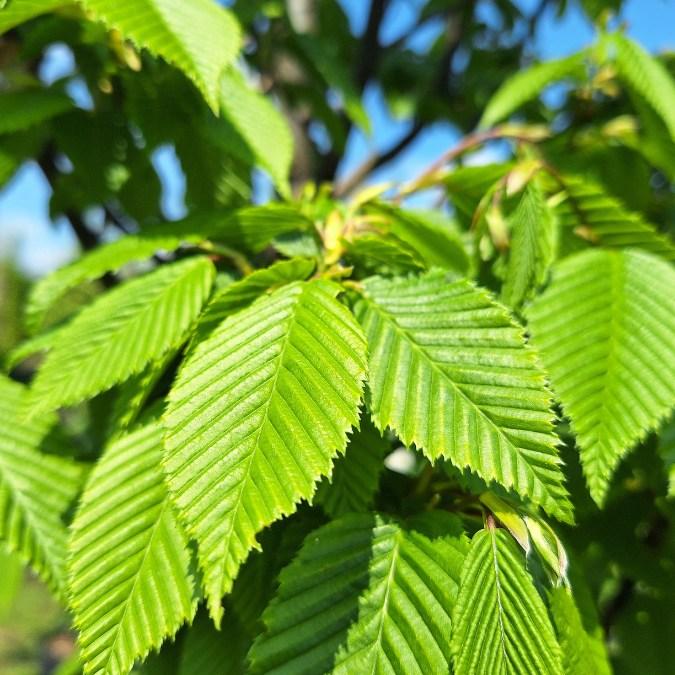 Carpinus Betulus 'lucas' Low Branch - View 18 from www redcrocus com