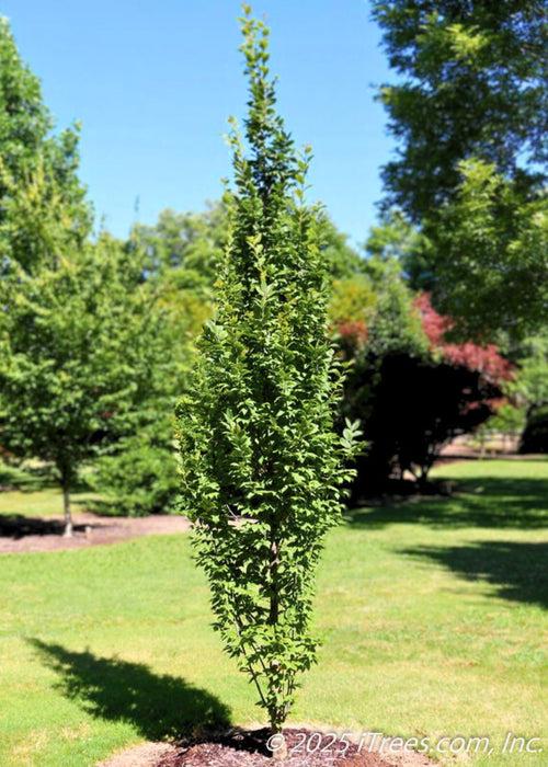 Carpinus Betulus 'lucas' Low Branch - View 1 from www redcrocus com