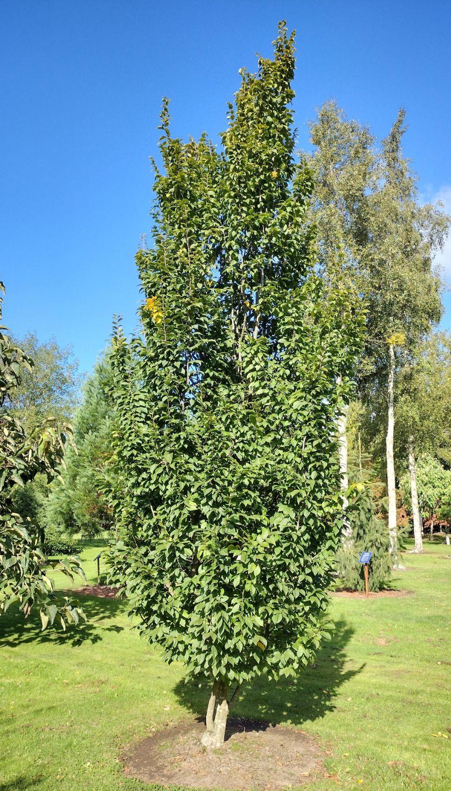 Carpinus Betulus 'lucas' Low Branch - View 20 from www redcrocus com