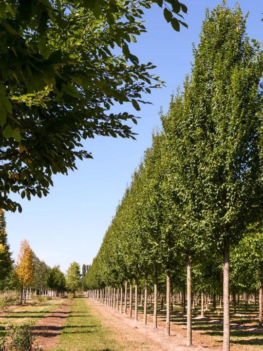 Carpinus Betulus 'lucas' Low Branch - View 3 from www redcrocus com