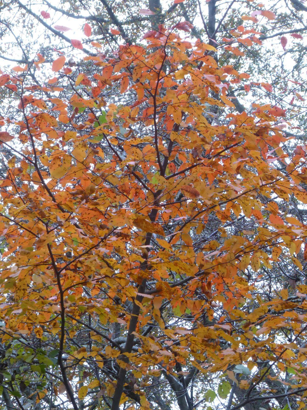 Carpinus Betulus 'lucas' Low Branch - View 7 from www redcrocus com