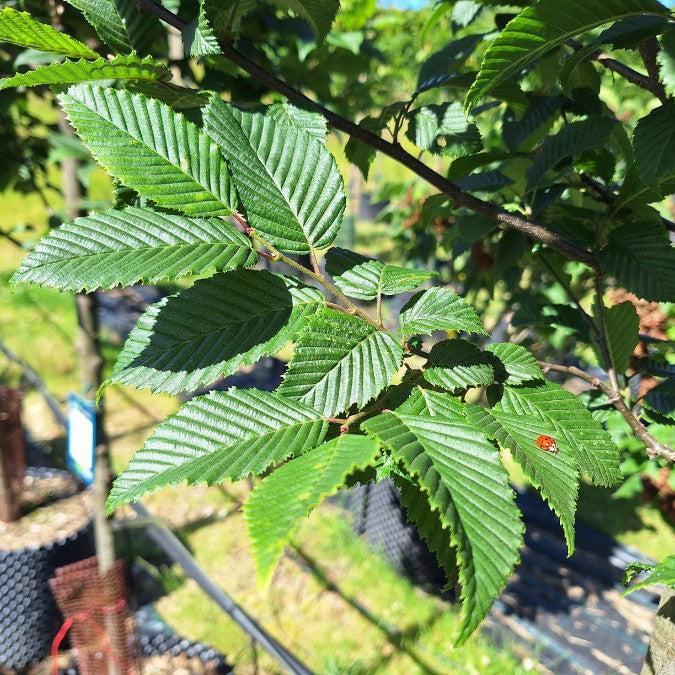 Carpinus Betulus 'lucas' Low Branch - View 8 from www redcrocus com