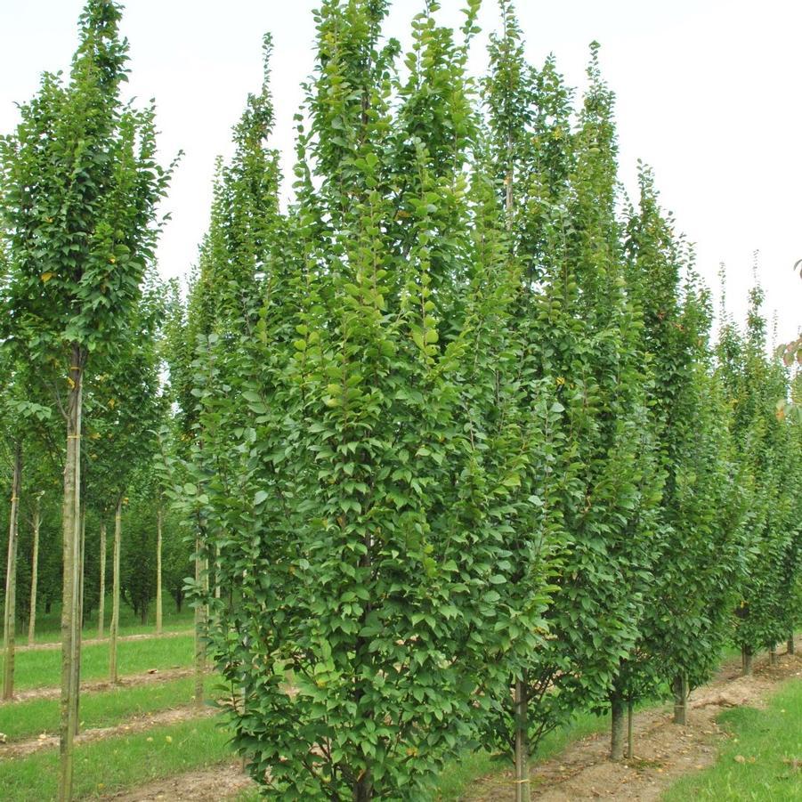 Carpinus Betulus 'lucas' Low Branch - View 9 from www redcrocus com