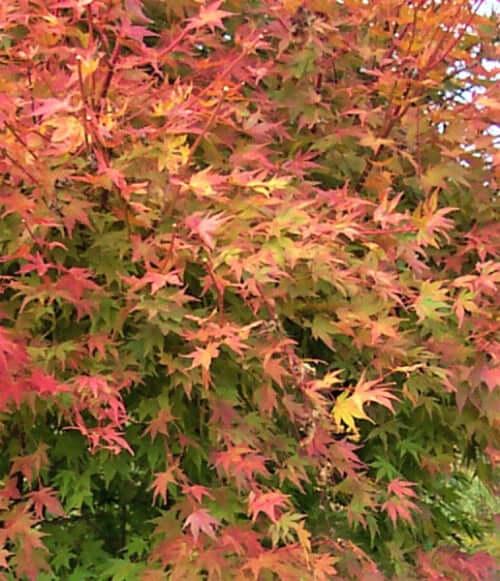 Acer Palmatum 'beni Kawa' - View 10 from www redcrocus com