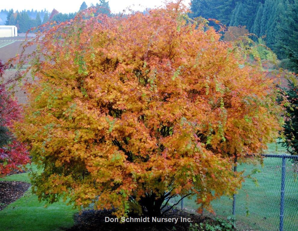 Acer Palmatum 'beni Kawa' - View 12 from www redcrocus com