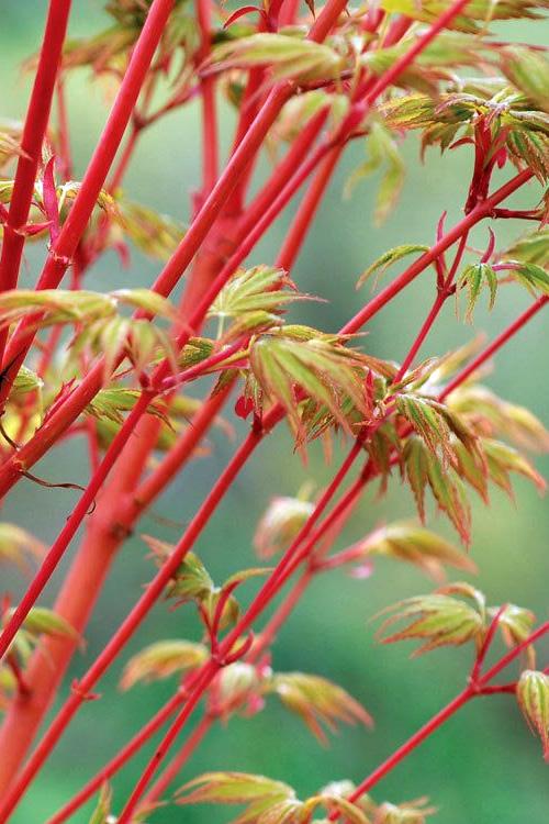 Acer Palmatum 'beni Kawa' - View 13 from www redcrocus com