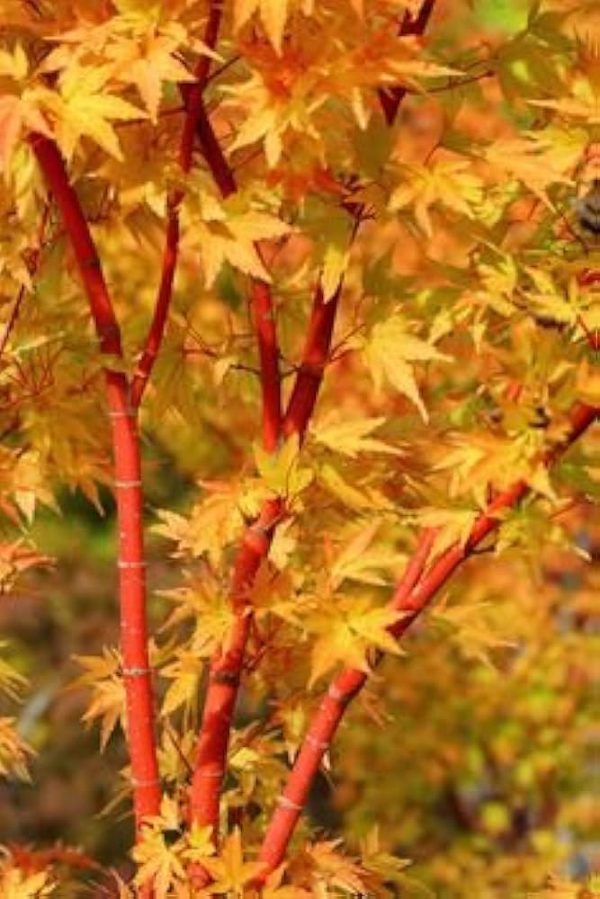 Acer Palmatum 'beni Kawa' - View 14 from www redcrocus com