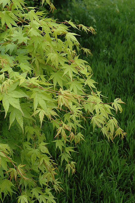 Acer Palmatum 'beni Kawa' - View 16 from www redcrocus com