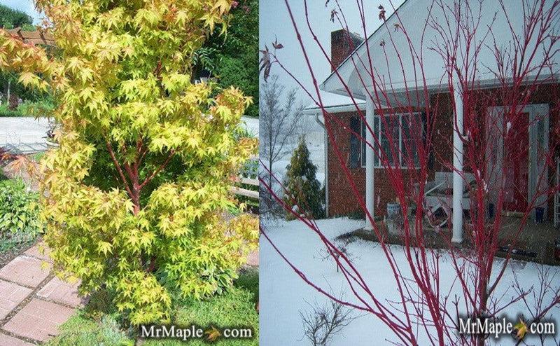 Acer Palmatum 'beni Kawa' - View 17 from www redcrocus com
