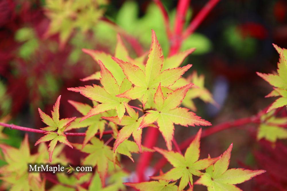 Acer Palmatum 'beni Kawa' - View 1 from www redcrocus com