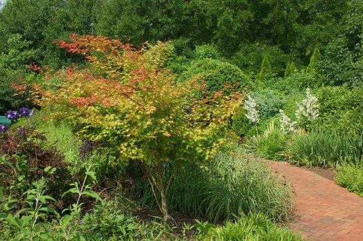 Acer Palmatum 'beni Kawa' - View 21 from www redcrocus com