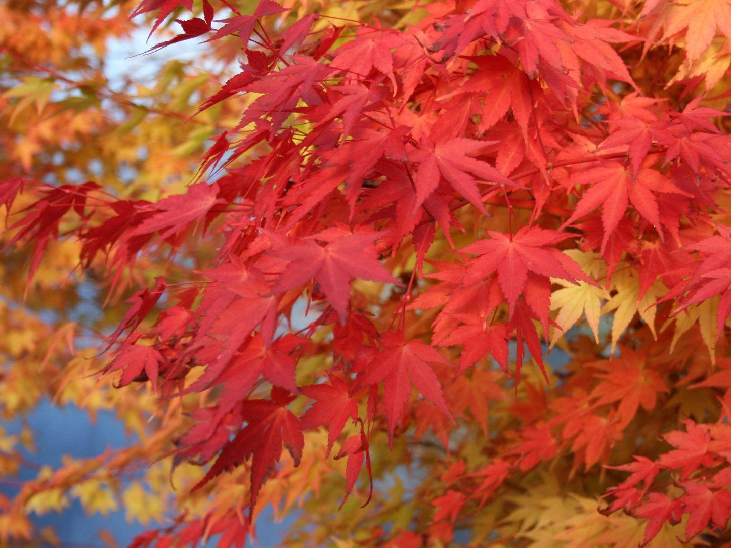 Acer Palmatum 'beni Kawa' - View 22 from www redcrocus com